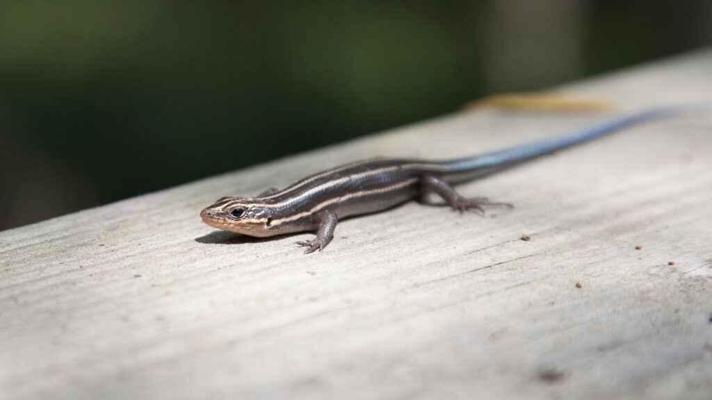 Five-lined skink scurrying along a wooden plank