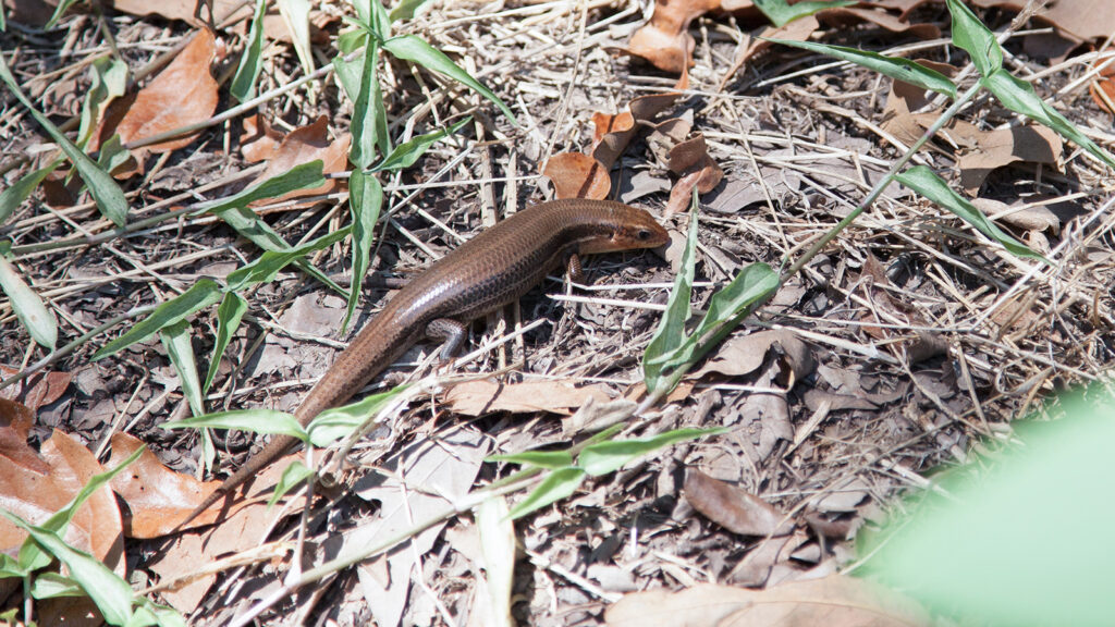 Adult five-lined skink in dried grass
