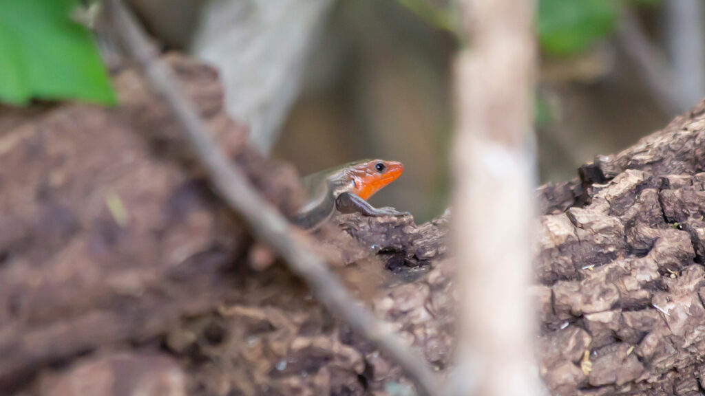 Adult male broadhead skink on a rotting log