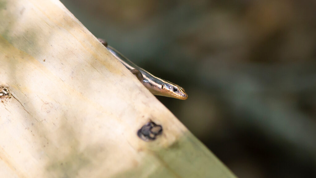 Five-lined skink crawling along the side of a wooden plank