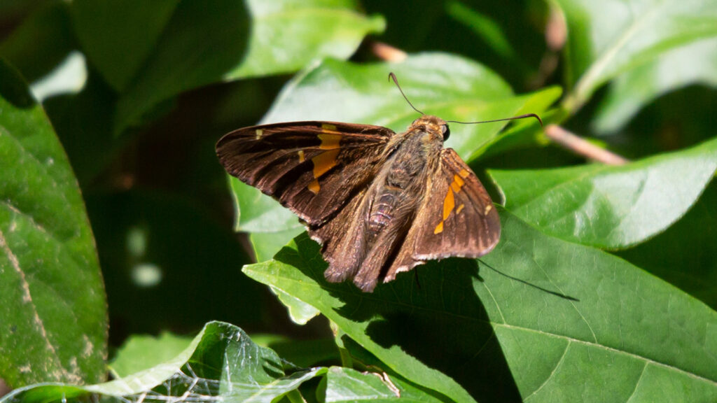 Silver-spotted skipper butterfly on the green leaves of bush