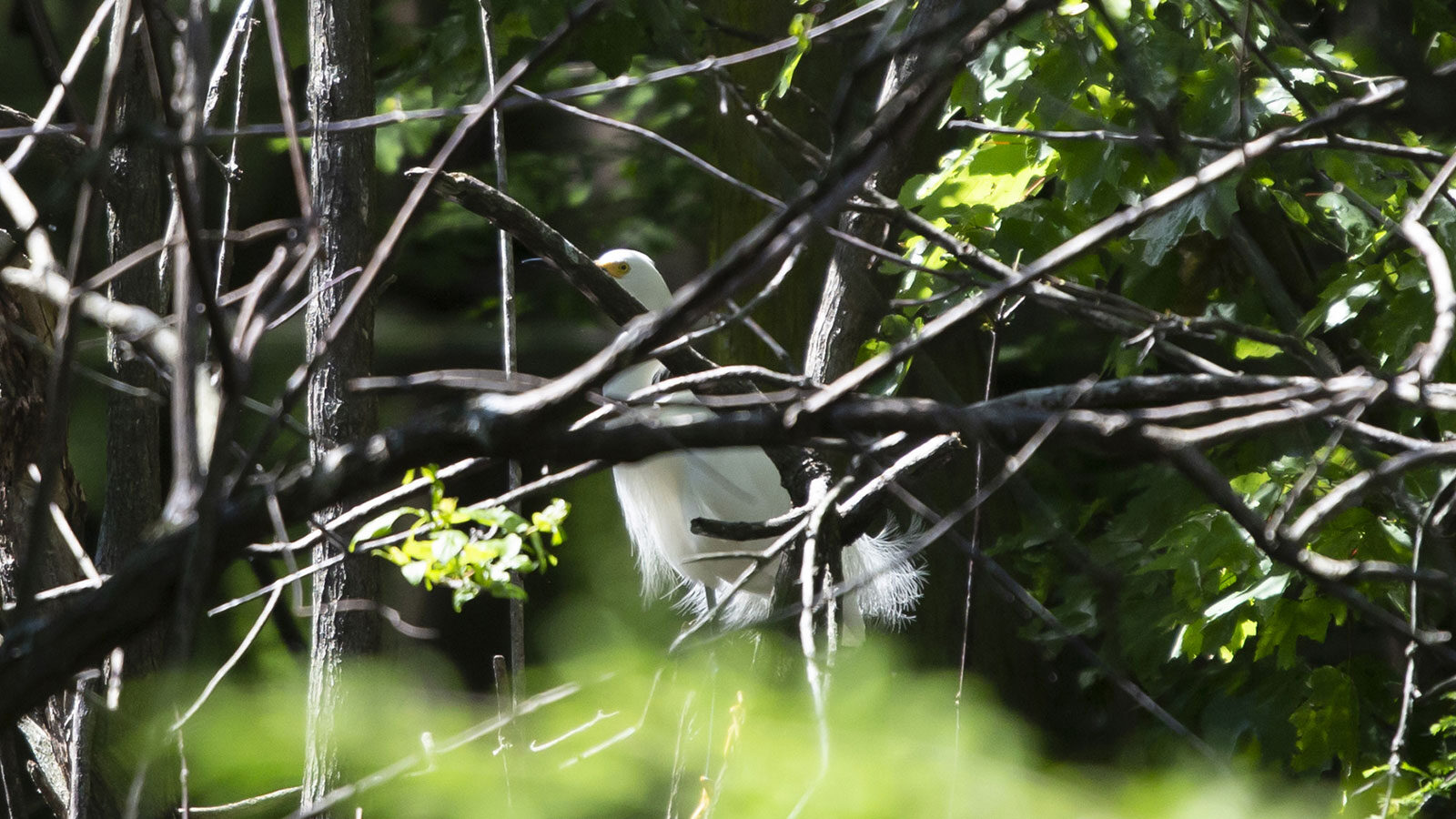 Snowy egret perched on a tree branch behind bramble