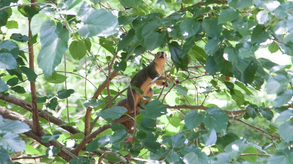 Fox squirrel climbing along a limb