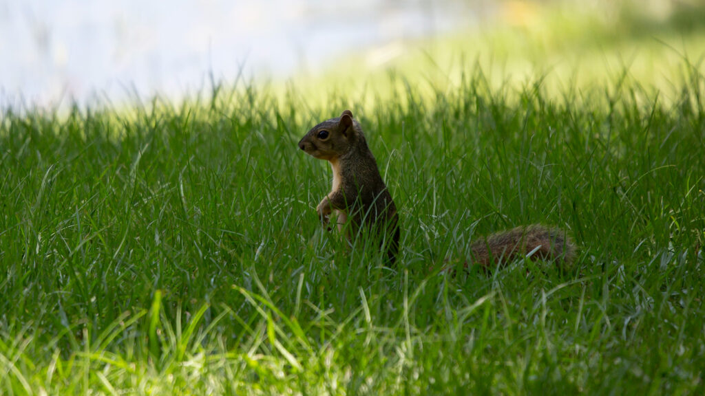Curious fox squirrel standing up inin tall grass near water