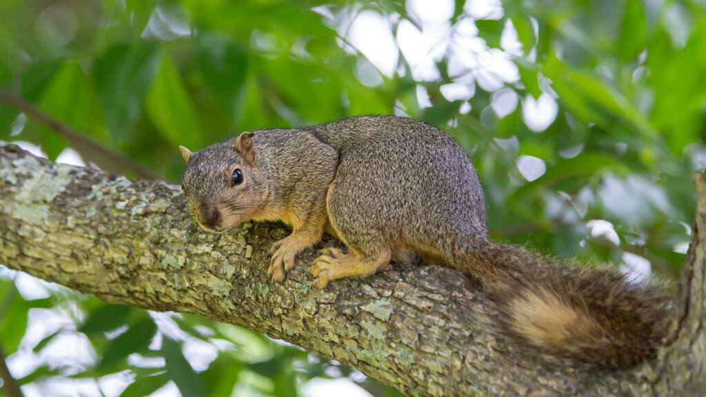 Fox squirrel looking out from a tree limb
