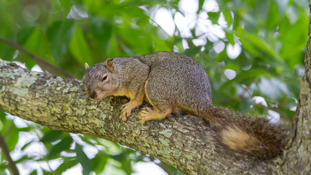 Fox squirrel with its eyes closed on a tree limb.