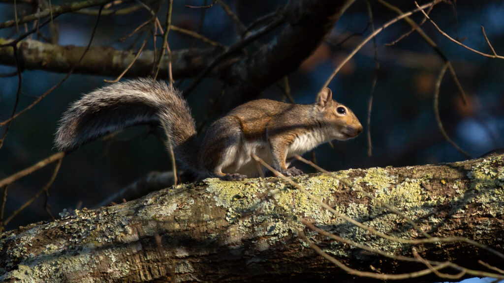 Eastern gray squirrel on a tree limb