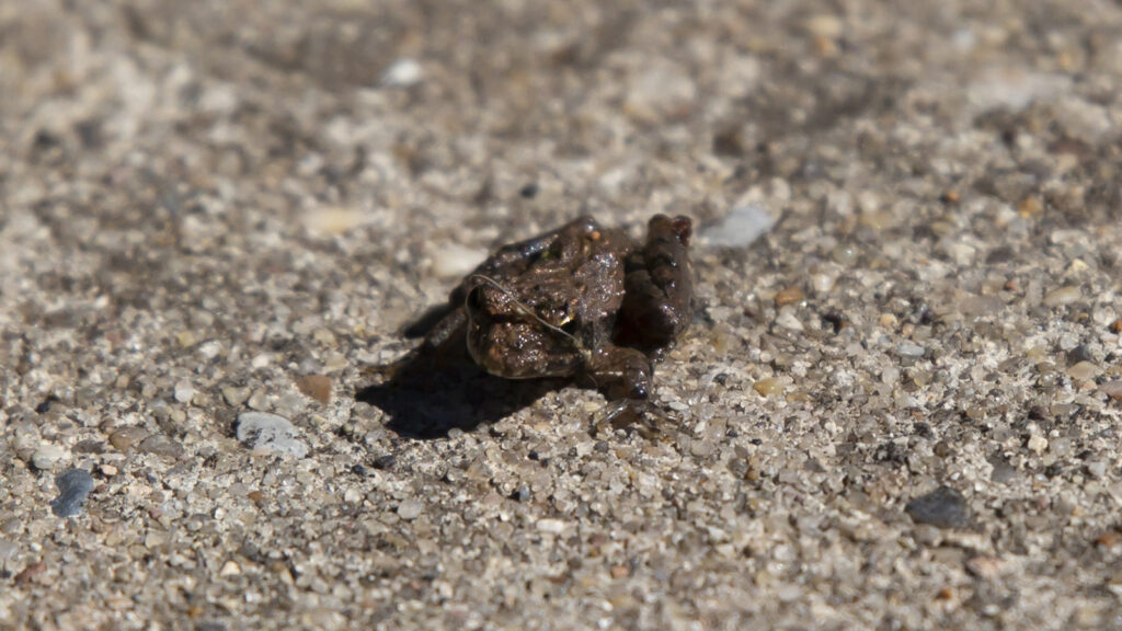 Young Blanchard's cricket frog on asphalt
