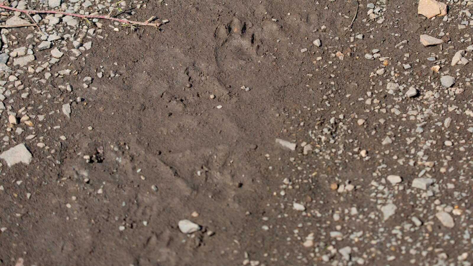 Striped skunk tracks in loose mud