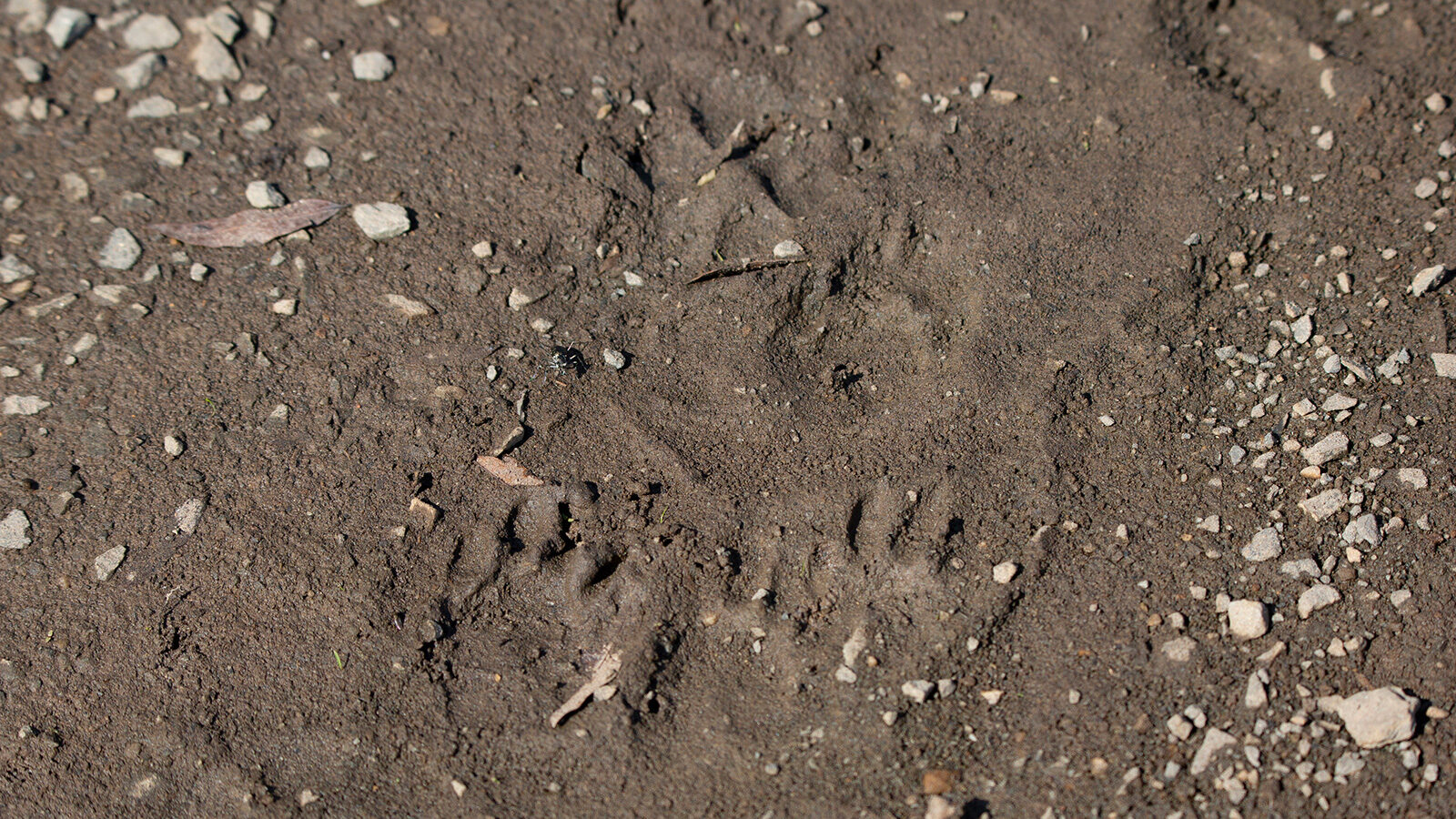 Striped skunk tracks in loose mud