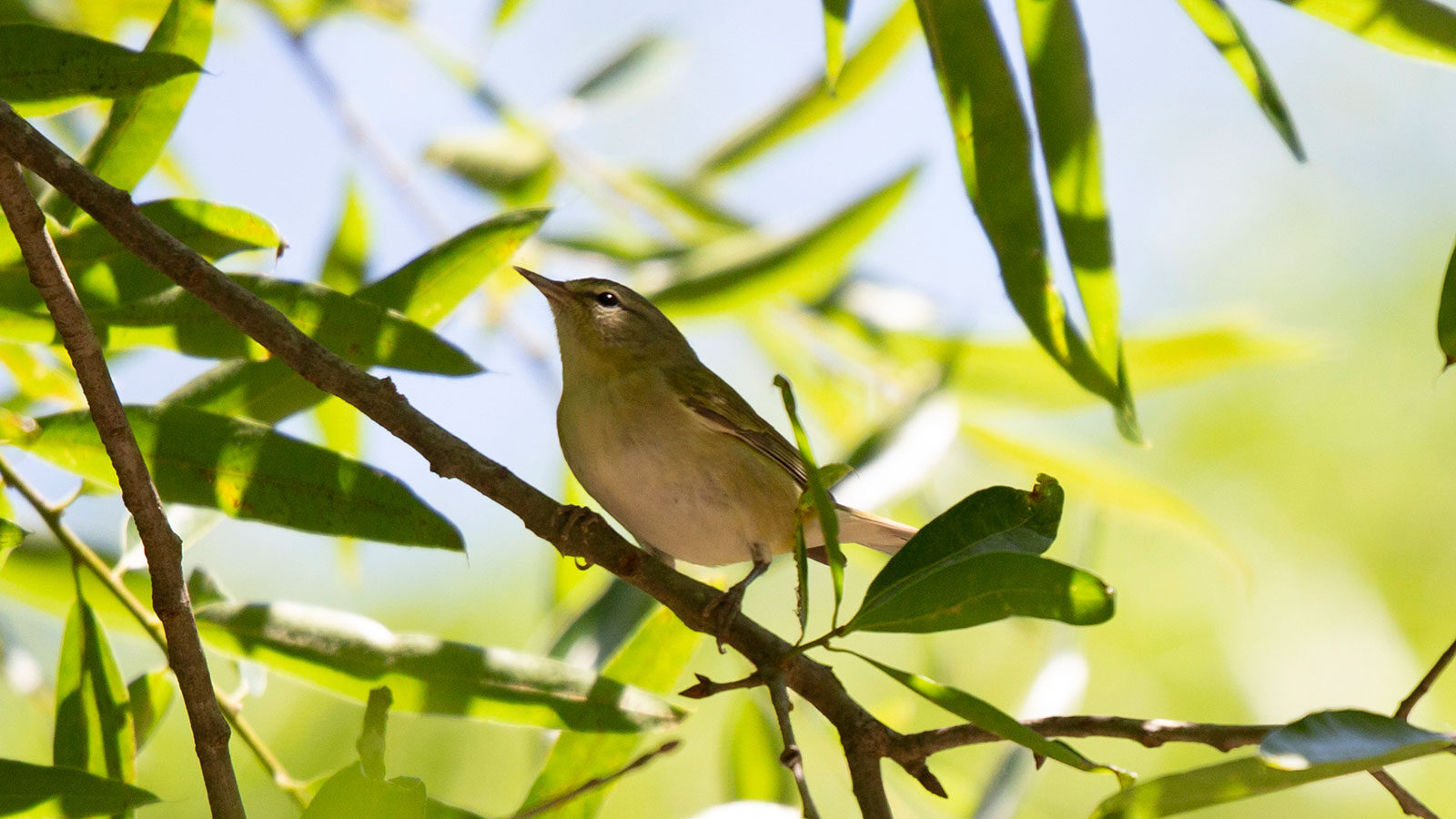 Tennessee warbler standing on a branch