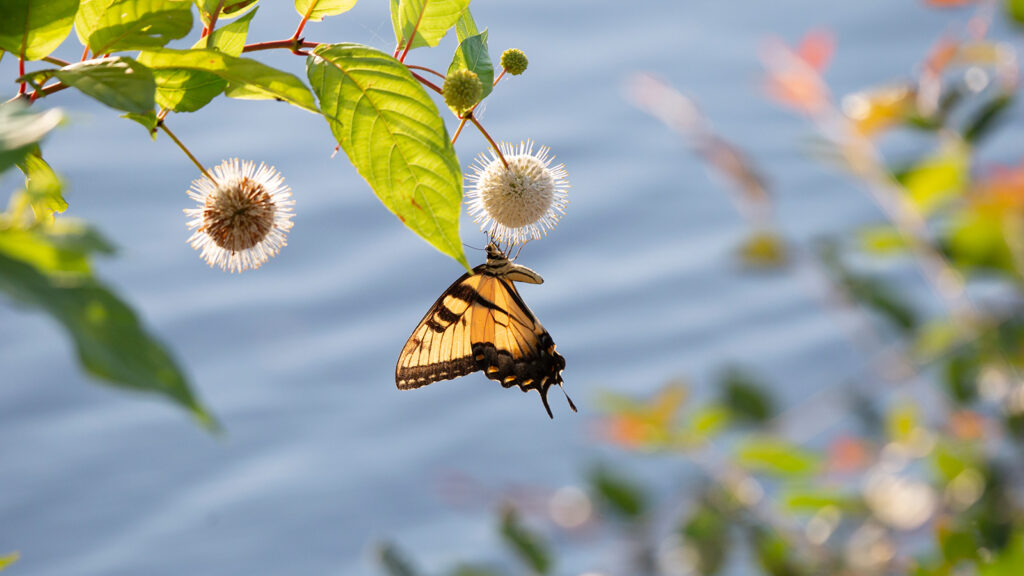 Eastern tiger swallowtail butterfly on a buttonbush plant over water