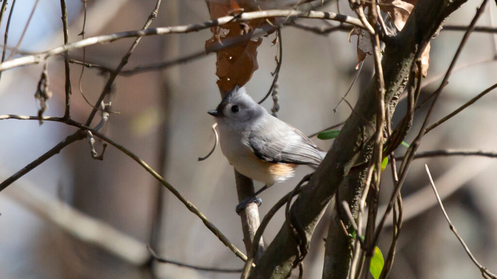 Tufted titmouse looking out from its perch on a tree limb