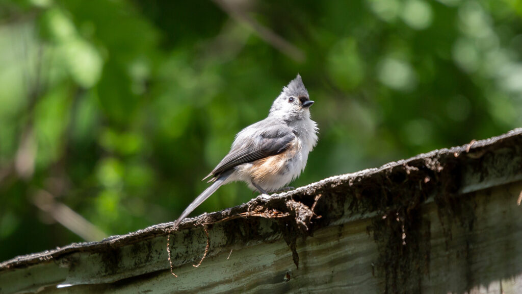 Tufted titmouse on a roof
