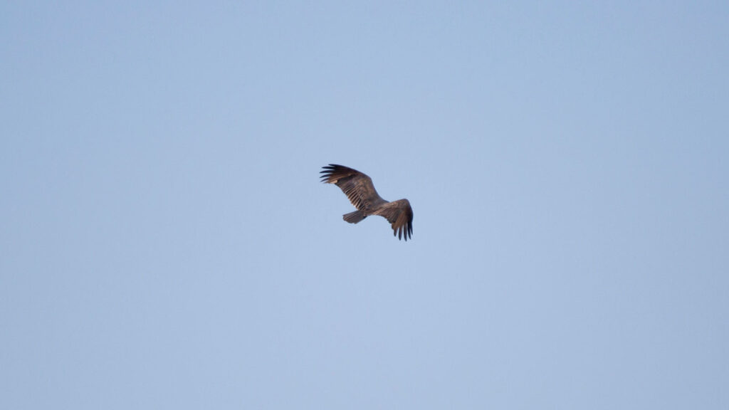 Turkey vulture flying away through a light blue sky