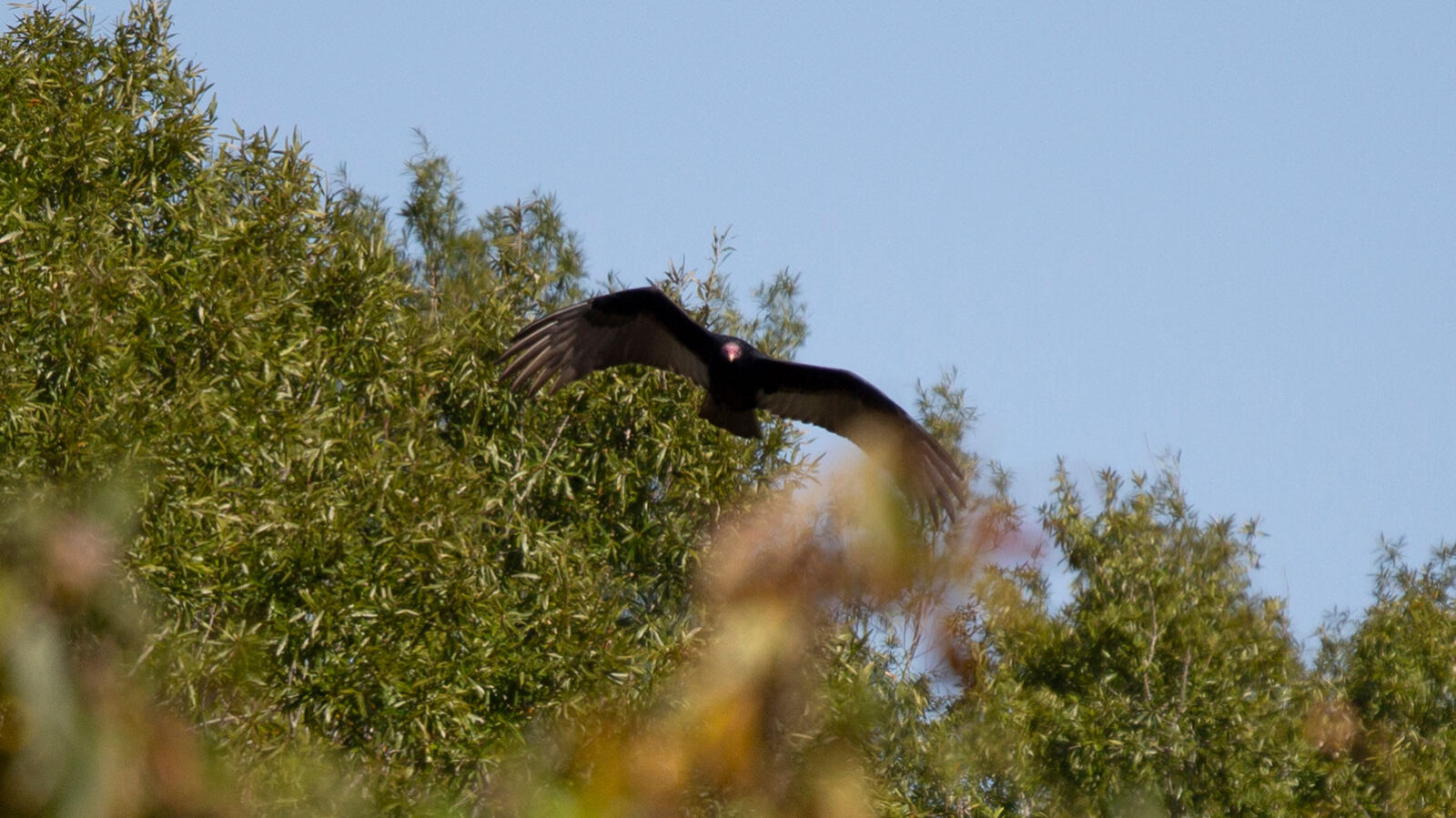 Turkey vulture soaring low looking for food