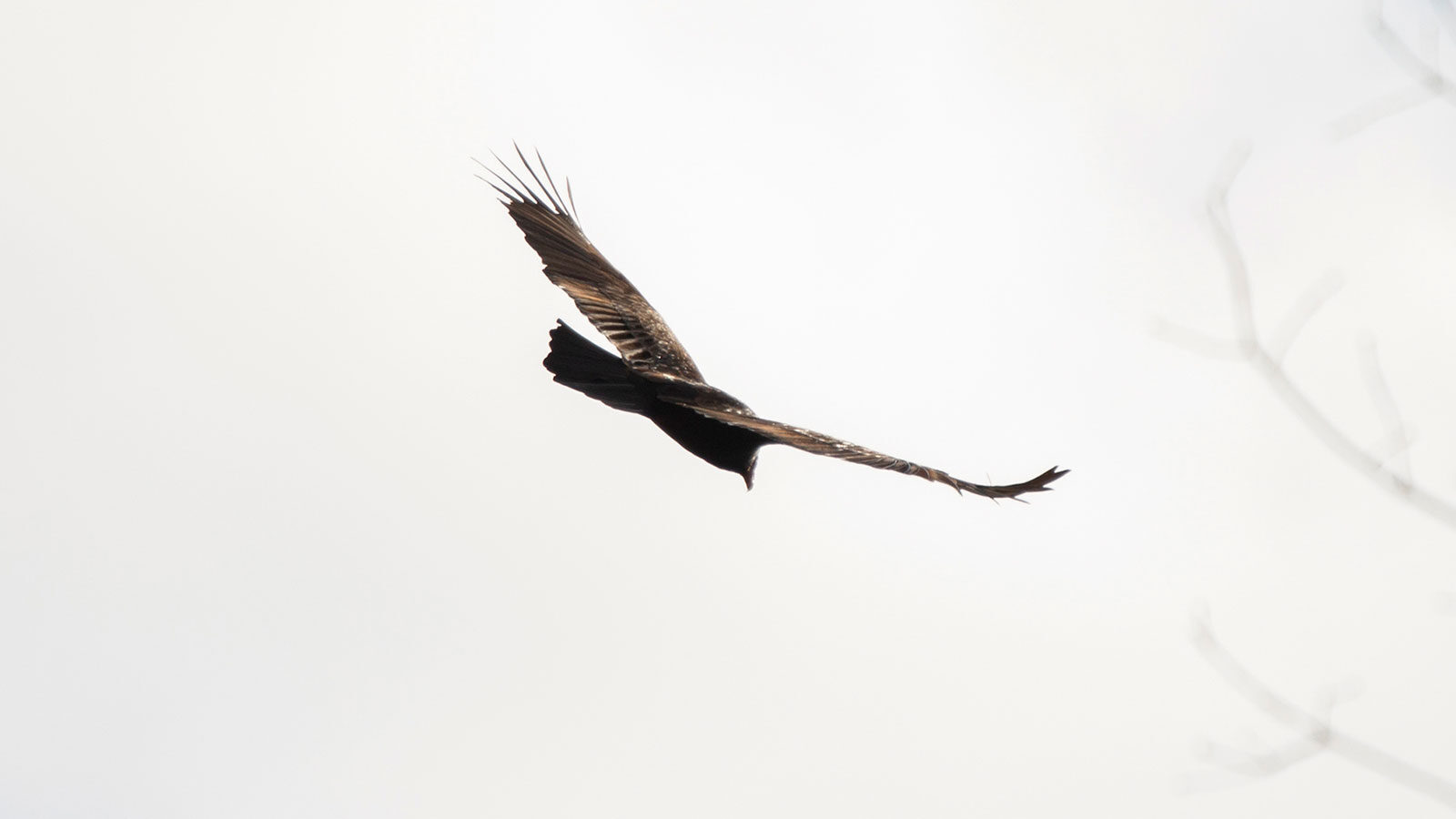 Turkey vulture circling through a gray sky