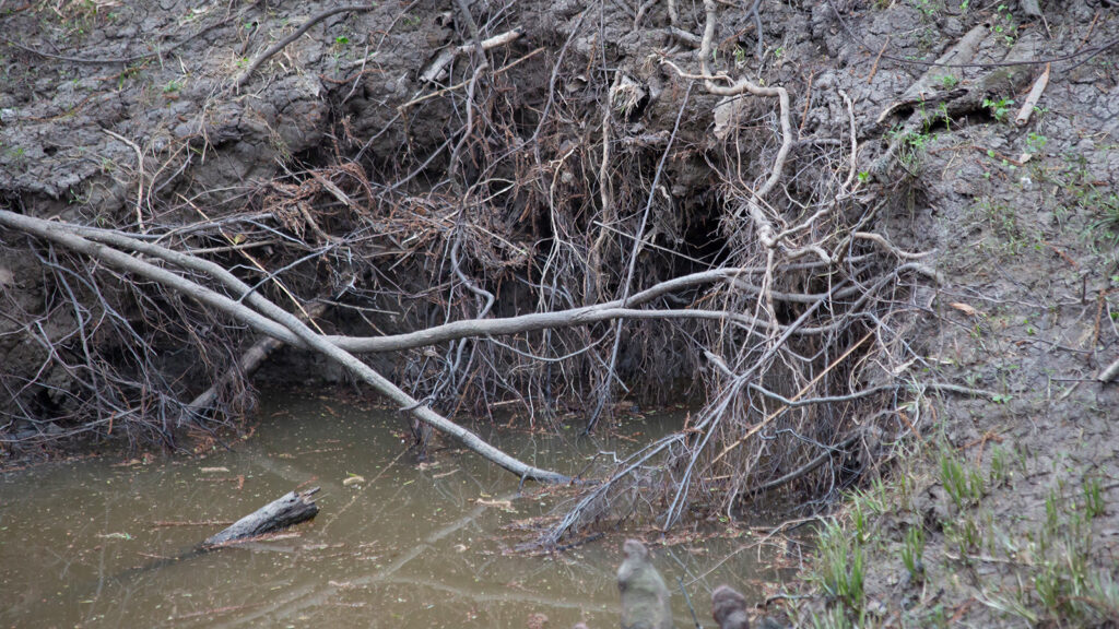 River otter den openings at the bank of river overflow