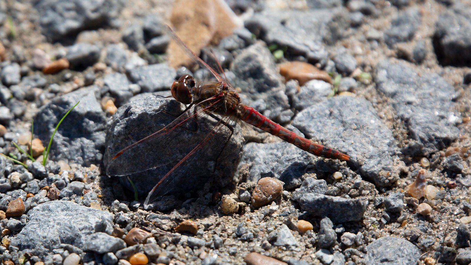 Variegated meadowhawk on a gravel rock.