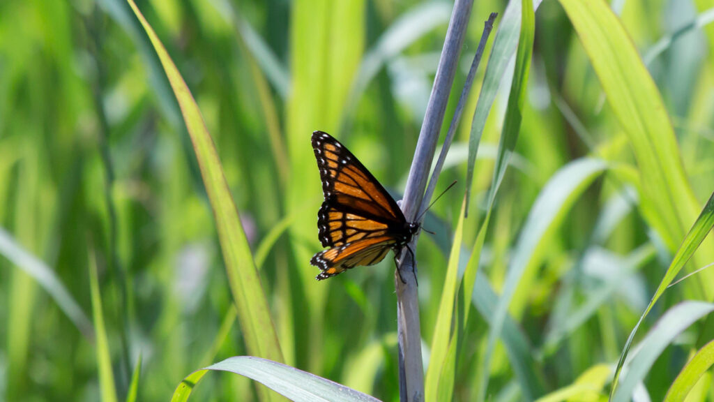 Viceroy butterfly on a dried piece of tall grass
