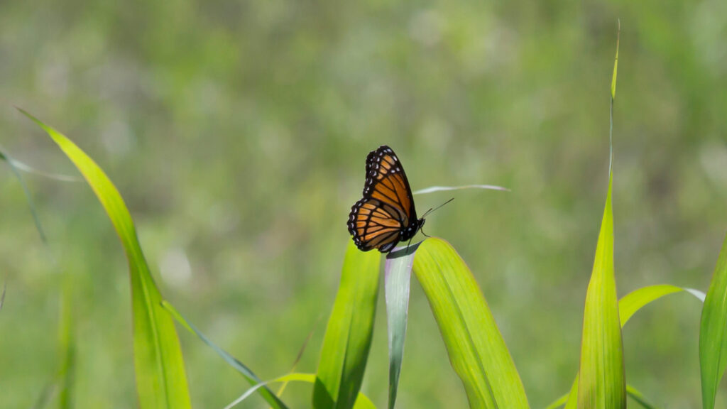 Viceroy butterfly on a large piece of grass