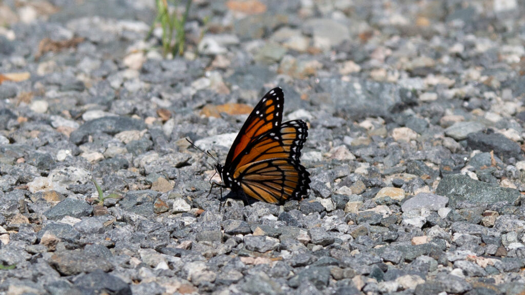 Viceroy butterfly on a gravel pathway