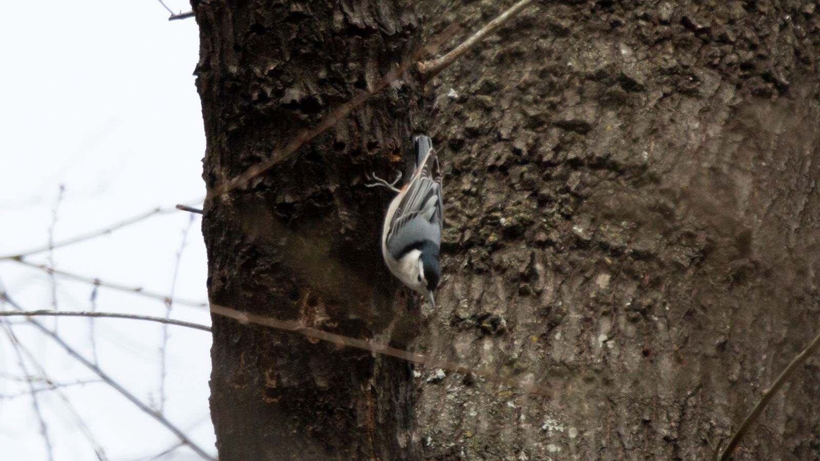 White-breasted nuthatch clinging to a tree trunk in North Louisiana