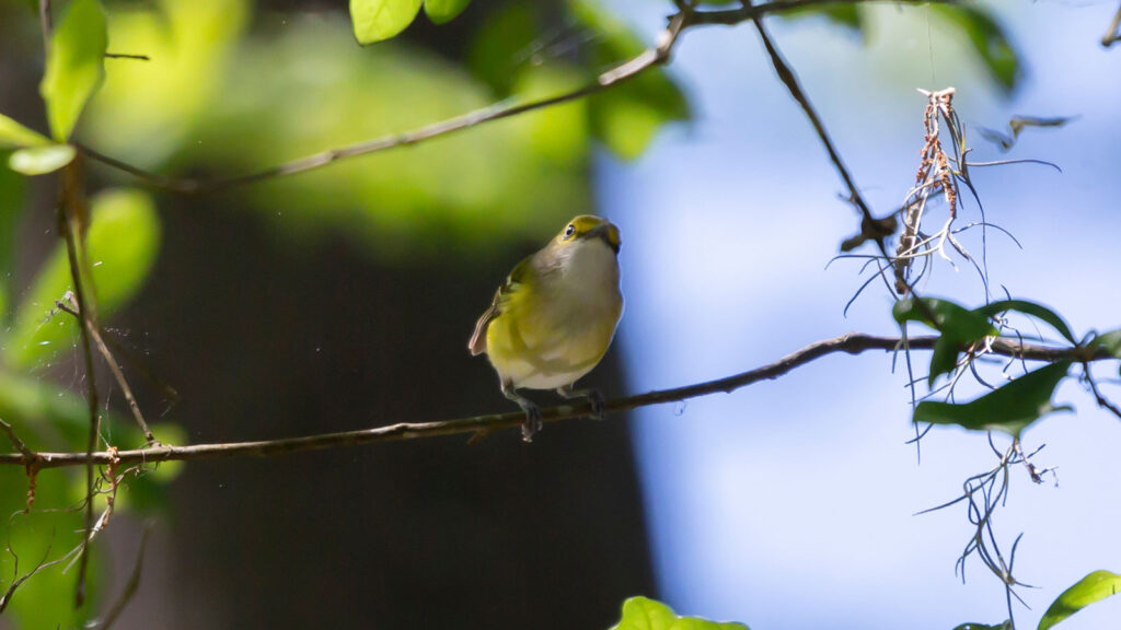 White-eyed vireo looking out from its perch on a small branch