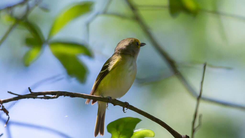 White-eyed vireo looking around from its perch on a small branch