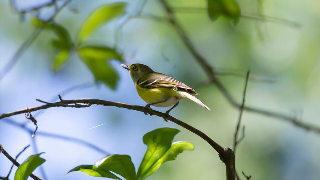 White-eyed vireo looking out from its perch on a small branch