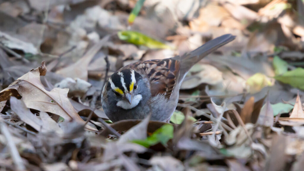 White-throated sparrow foraging on the ground