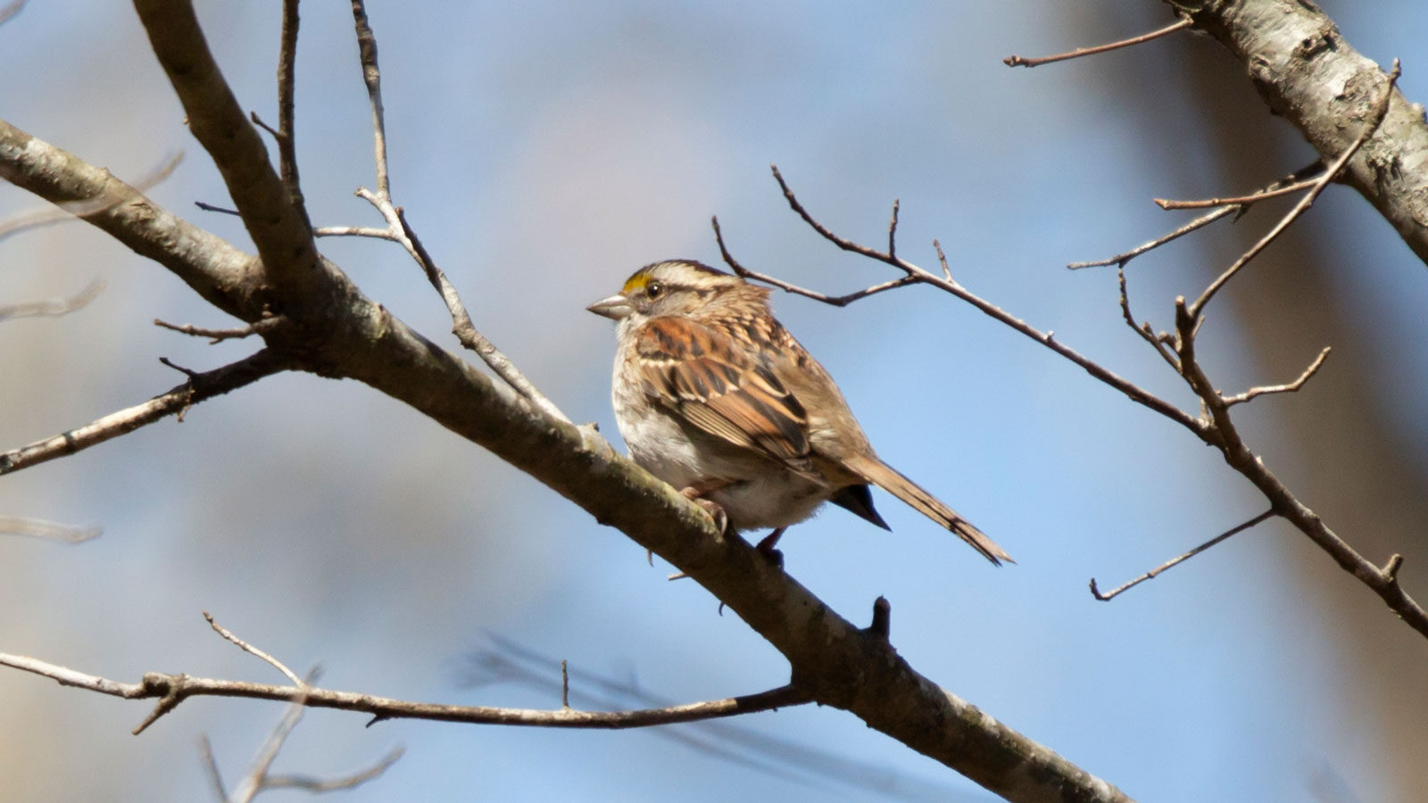 White-throated sparrow looking out from its perch on a tree limb