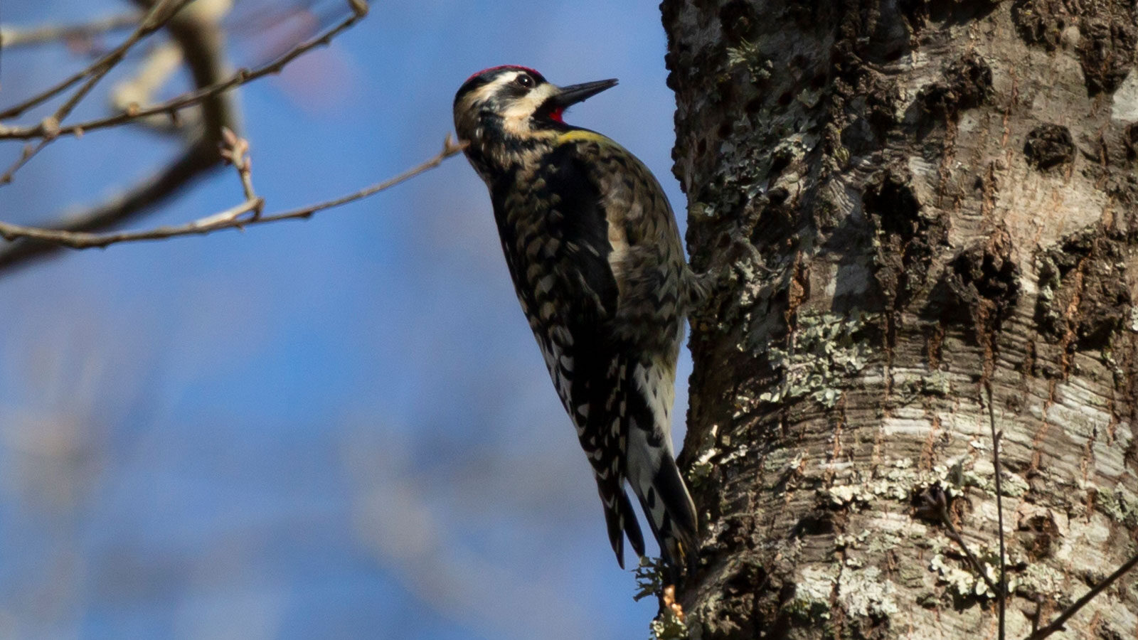 Male yellow-bellied sapsucker perched on a tree trunk