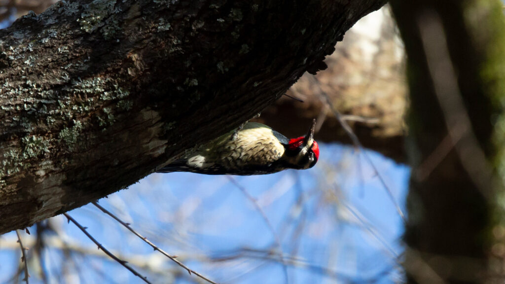 Male yellow-bellied sapsucker hanging from a large tree limb