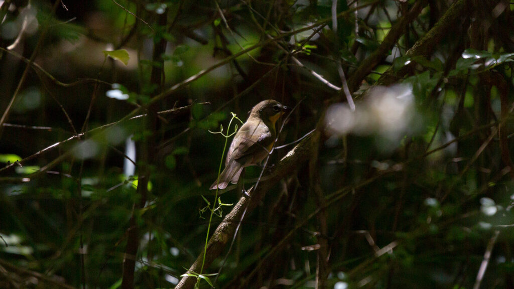 Yellow-breasted chat searching for food in bush undergrowth