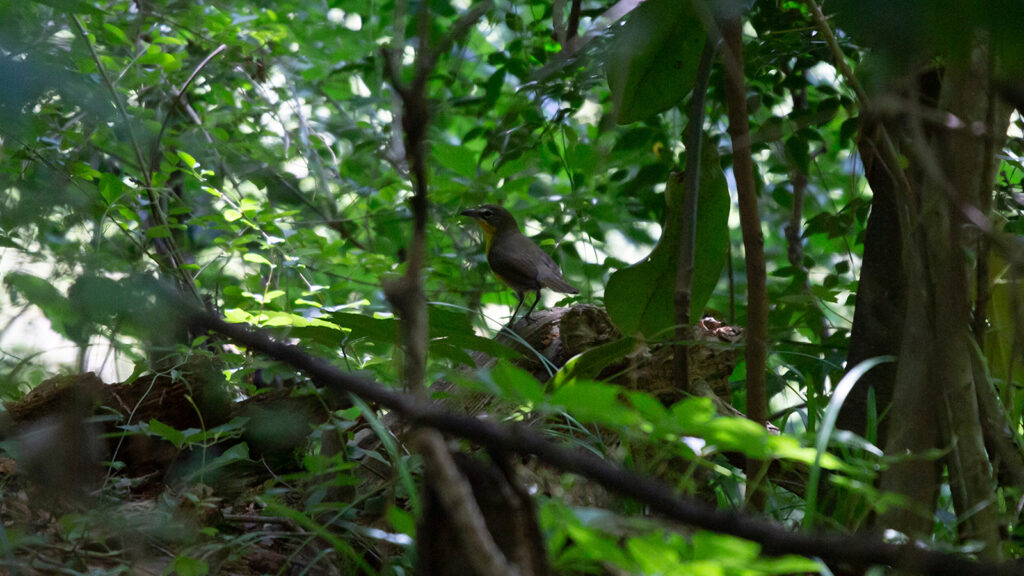 Yellow-breasted chat looking around majestically through undergrowth