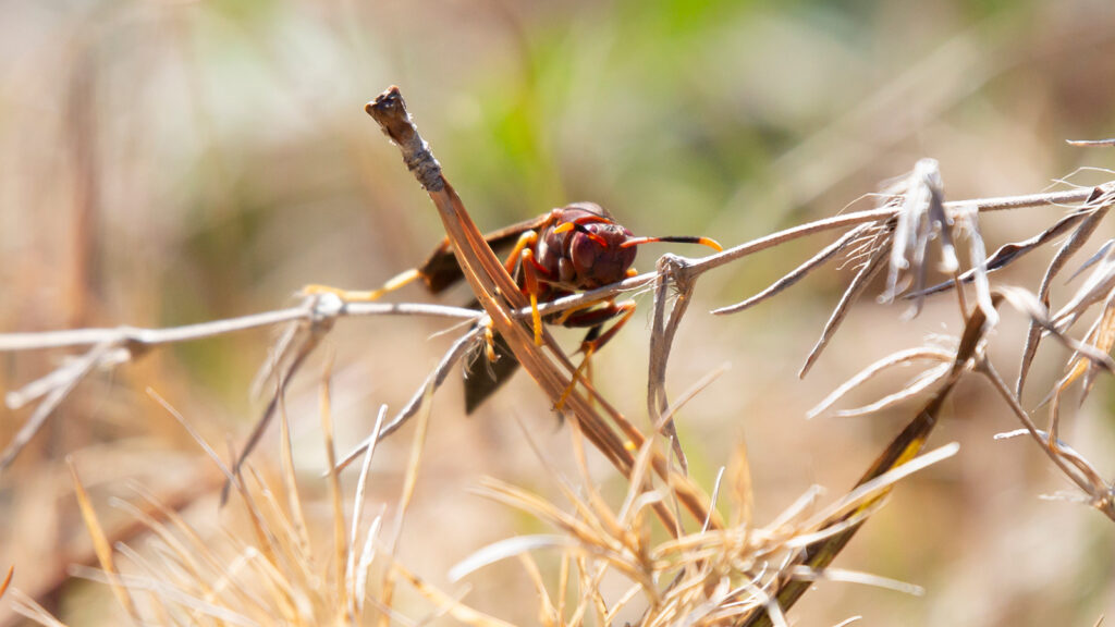 Ringed paper wasp on foliage on the ground