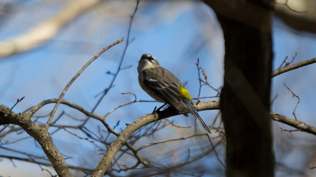 Male yellow-rumped warbler looking over his shoulder from a tree branch