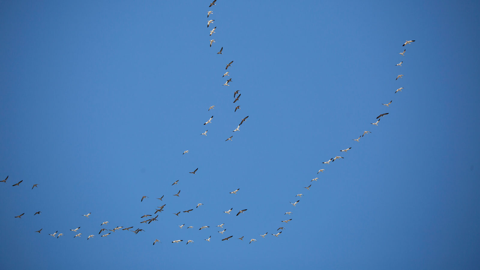 Blue and white morph snow geese migrating through a deep blue sky