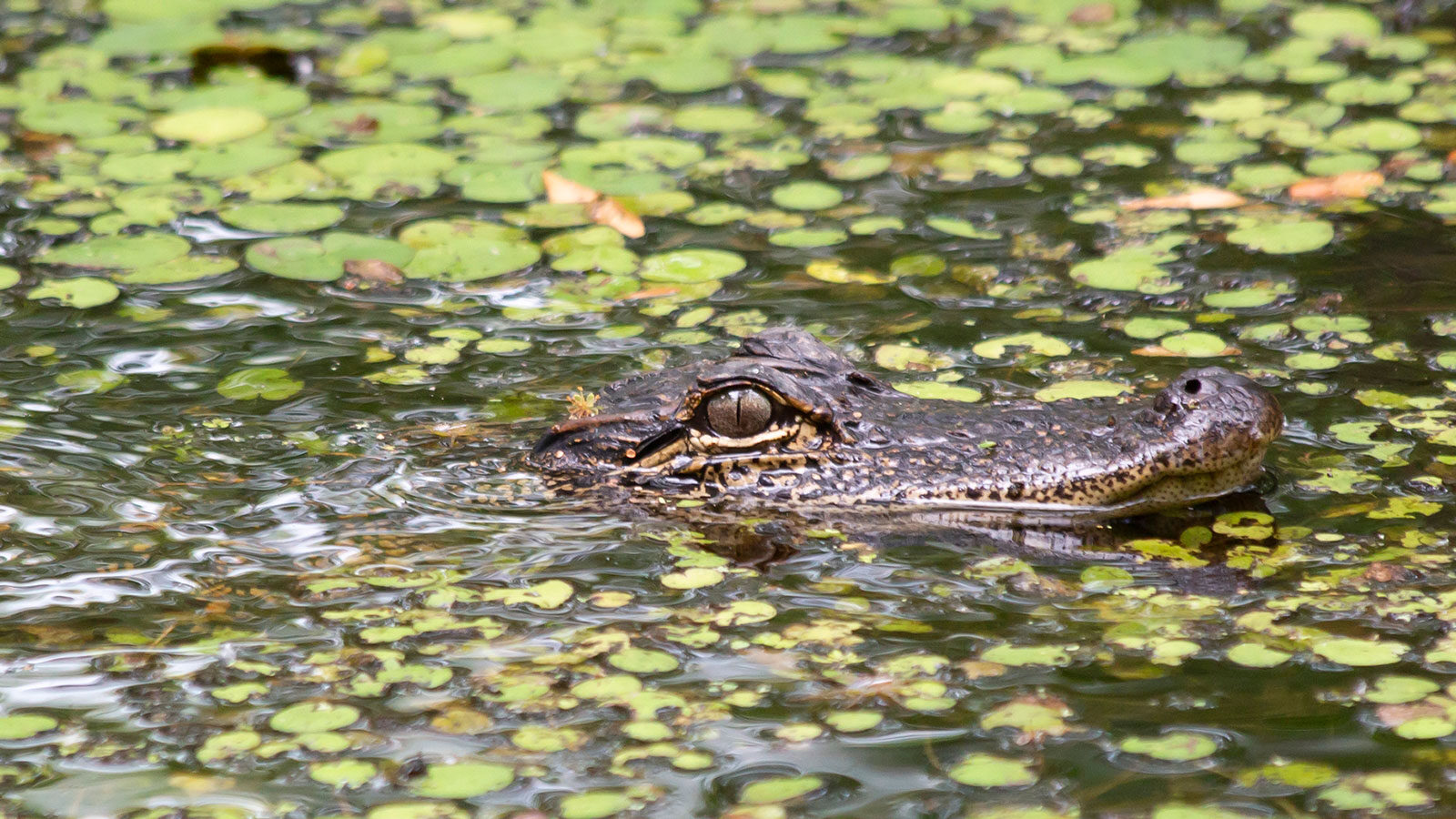 American alligator swimming in leafy water
