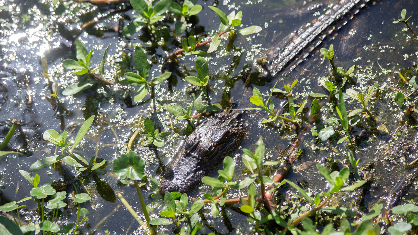 American alligator swimming in vegetation