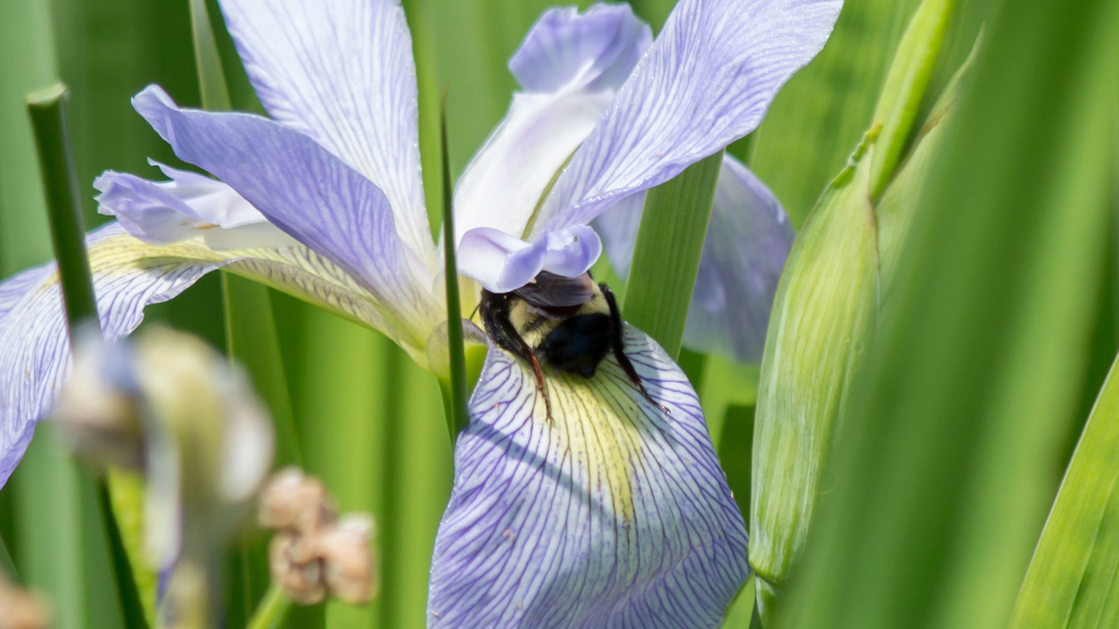American bumblebee on a southern blue flag iris flower