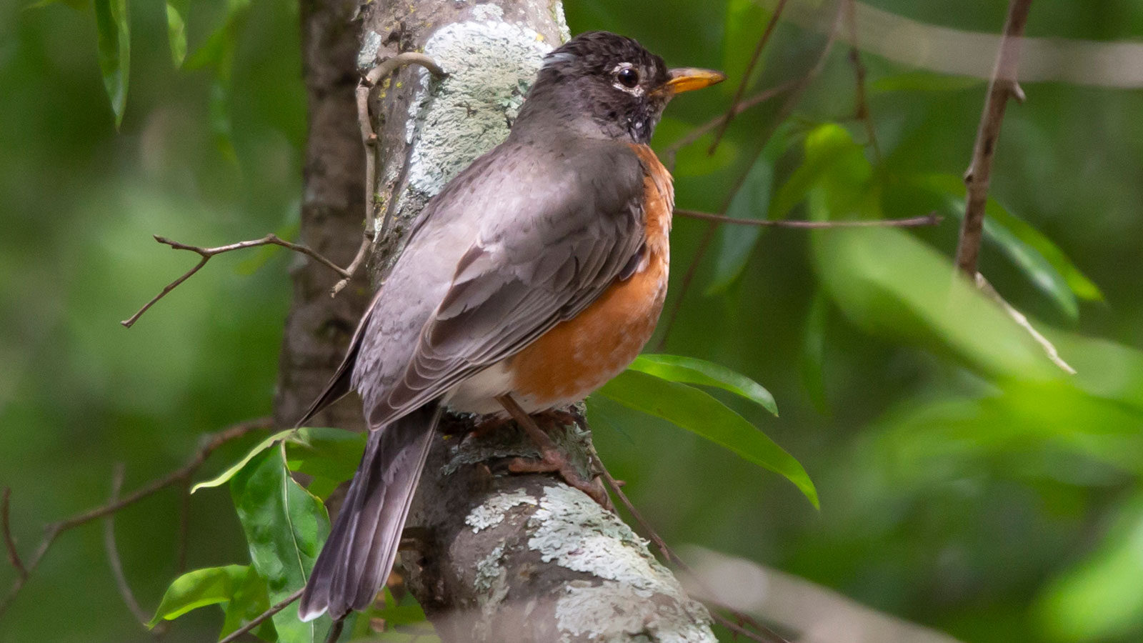 American robin looking out from its perch on a branch