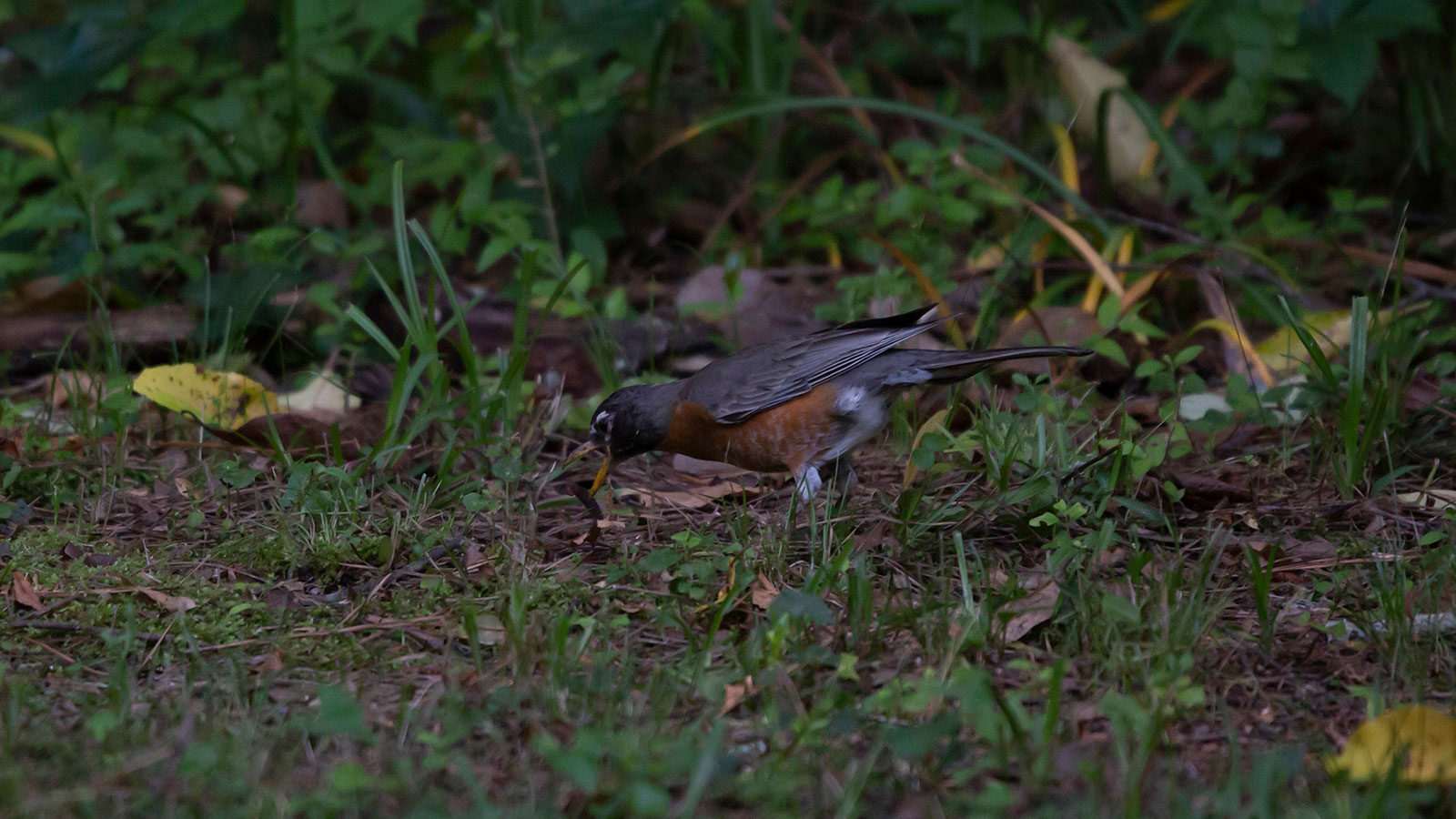 American robin eating a worm