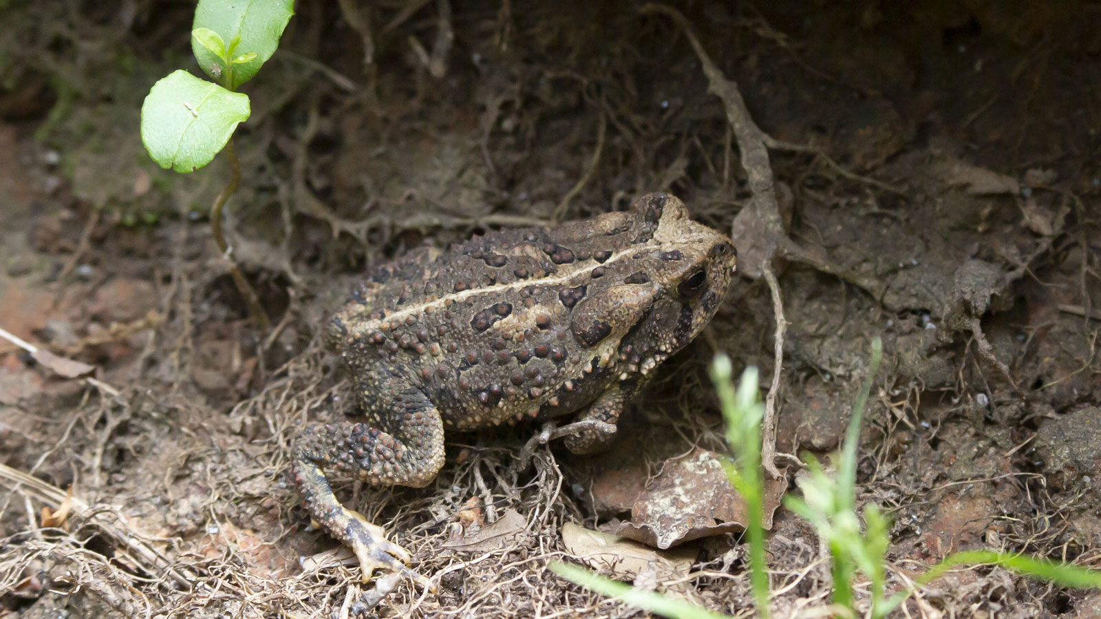 North Louisiana Amphibians: American toad in drying mud