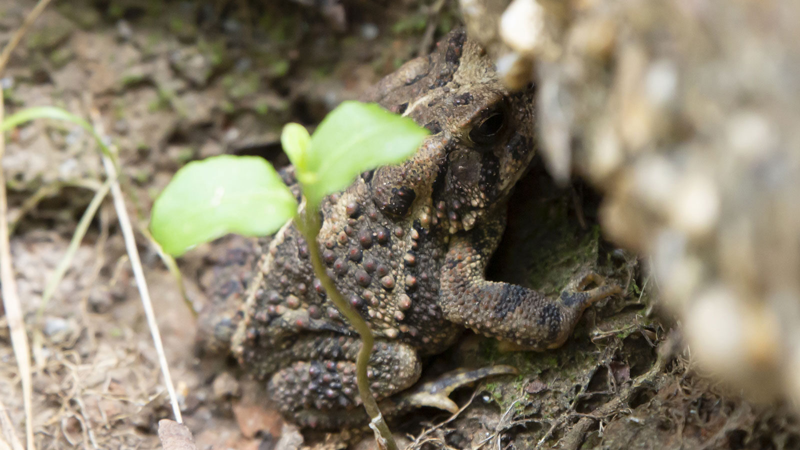 American toad in mud near cement