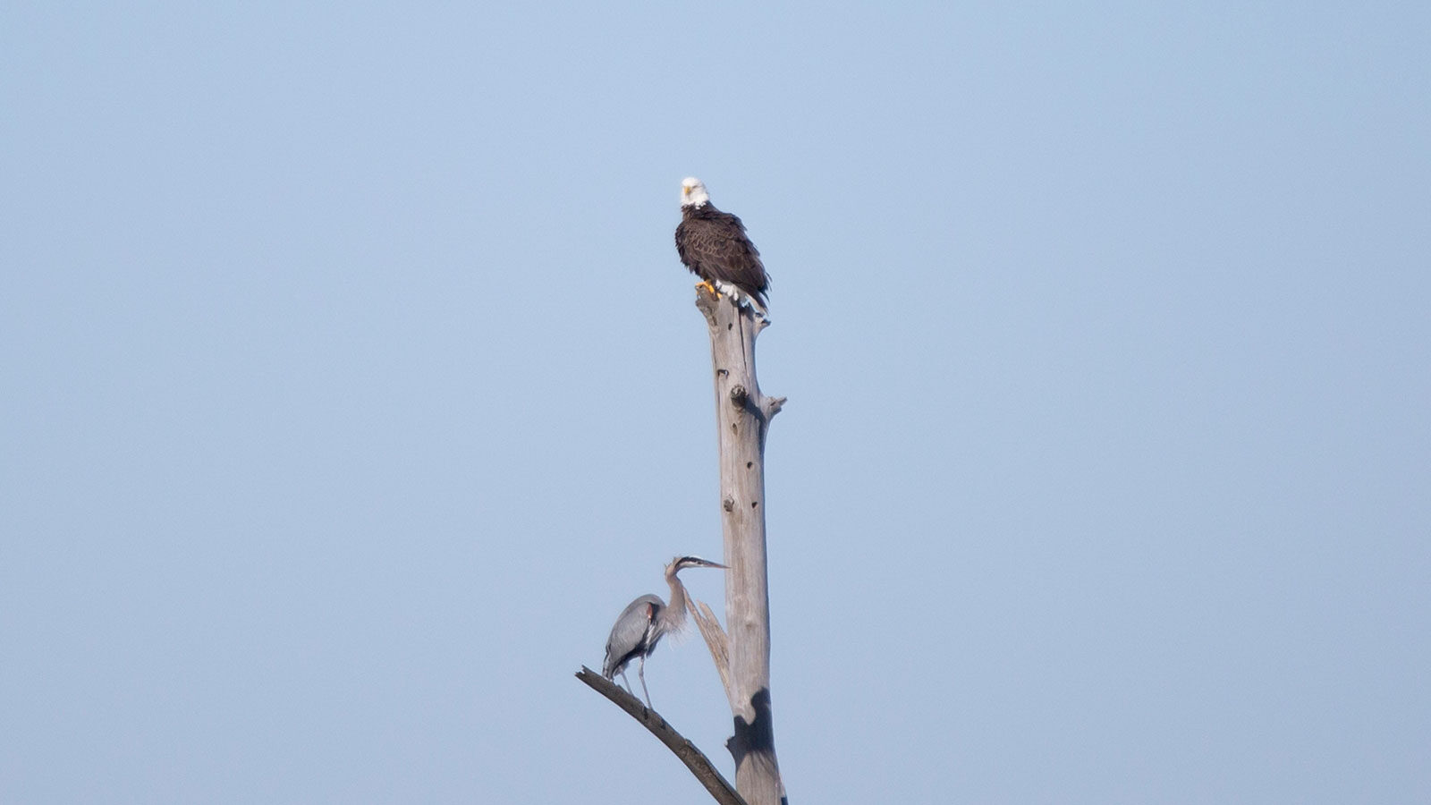 Great blue heron on a tree with a bald eagle