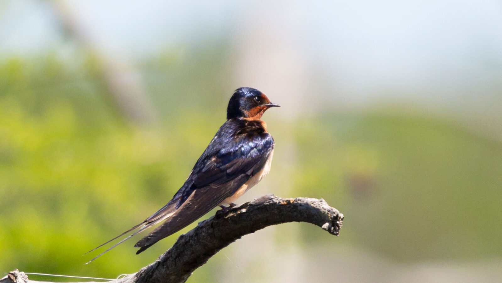Adult barn swallow looking out majestically from a tree branch