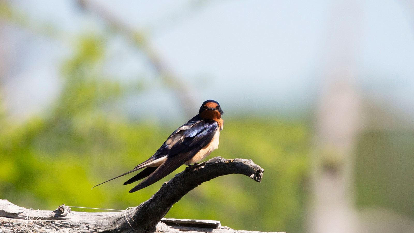 Adult barn swallow looking out from its perch on a tree