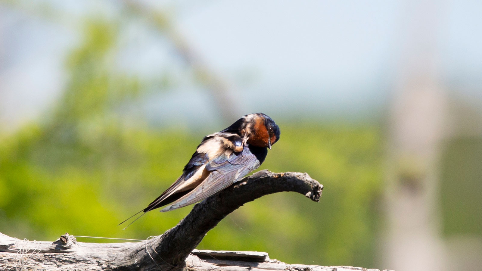 Barn swallow grooming on a tree branch